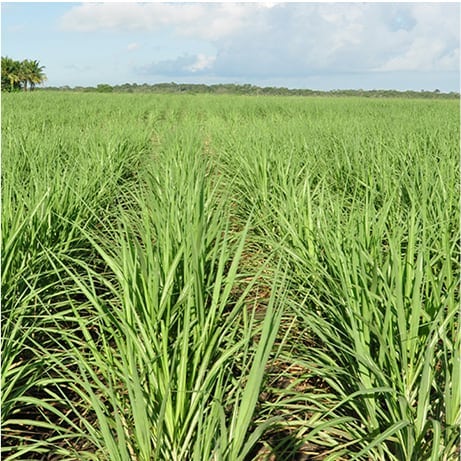 Field of tall leafy plants